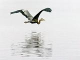 Heron In Foggy Flight_24437